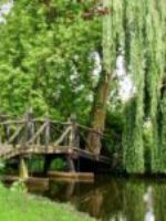 De drie oude bomen